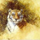 Working Sketch for a Painting of a Tiger